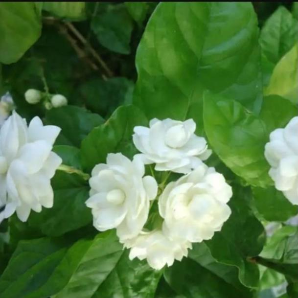 Combo 4 bầu cây giống hoa nhài cổ siêu thơm