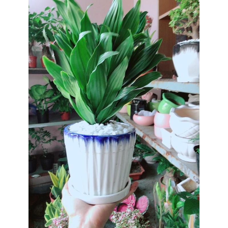 Chậu Cây Phát Tài