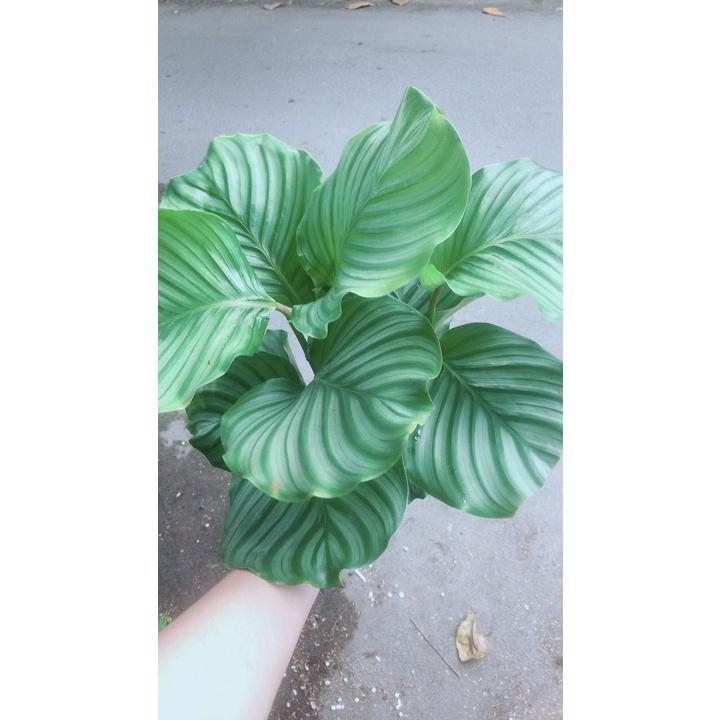 Đuôi Công Táo Xanh