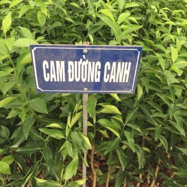 Cây cam đường canh