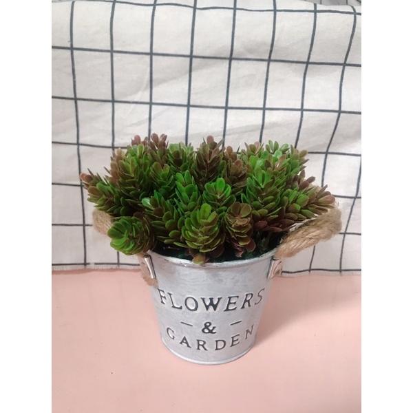 CHẬU CÂY ĐỂ BÀN DECOR XINH XẮN