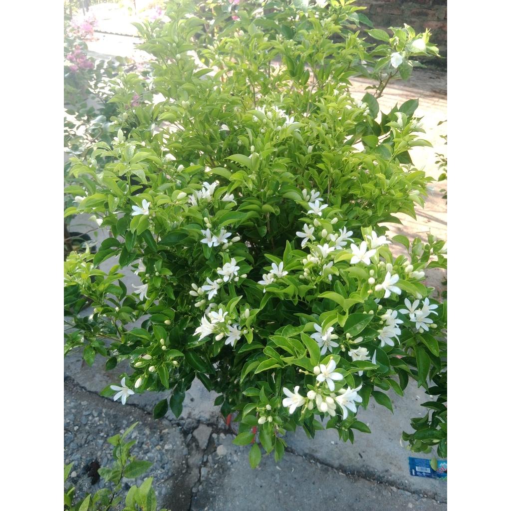 Cây nguyệt quế hoa trắng - Thơm xanh quanh năm