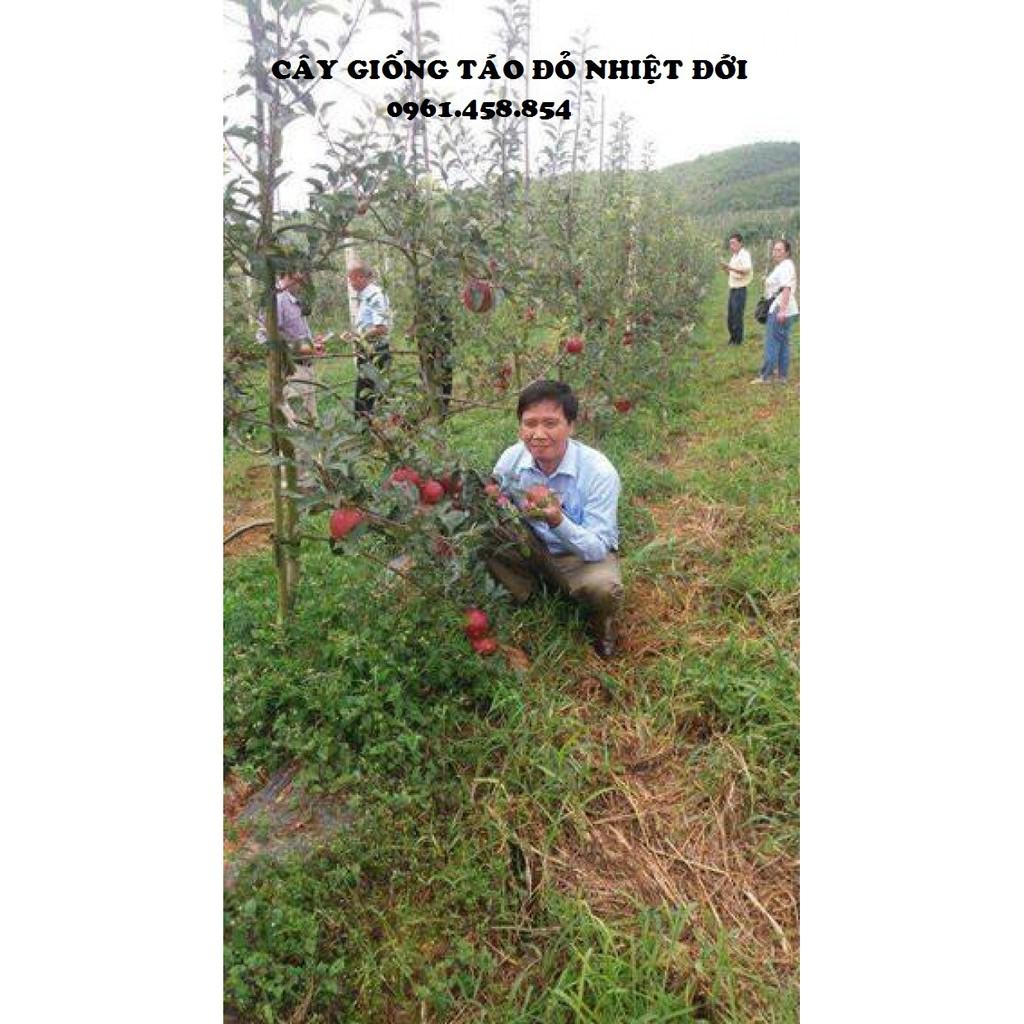 COMBO 1 CÂY TÁO ĐỎ & 1 CÂY CHERRY