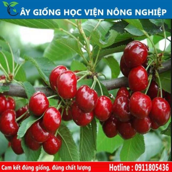 Sản phẩm Cây Ăn Trái cây cherry sai quả ngọt ngon, đẹp