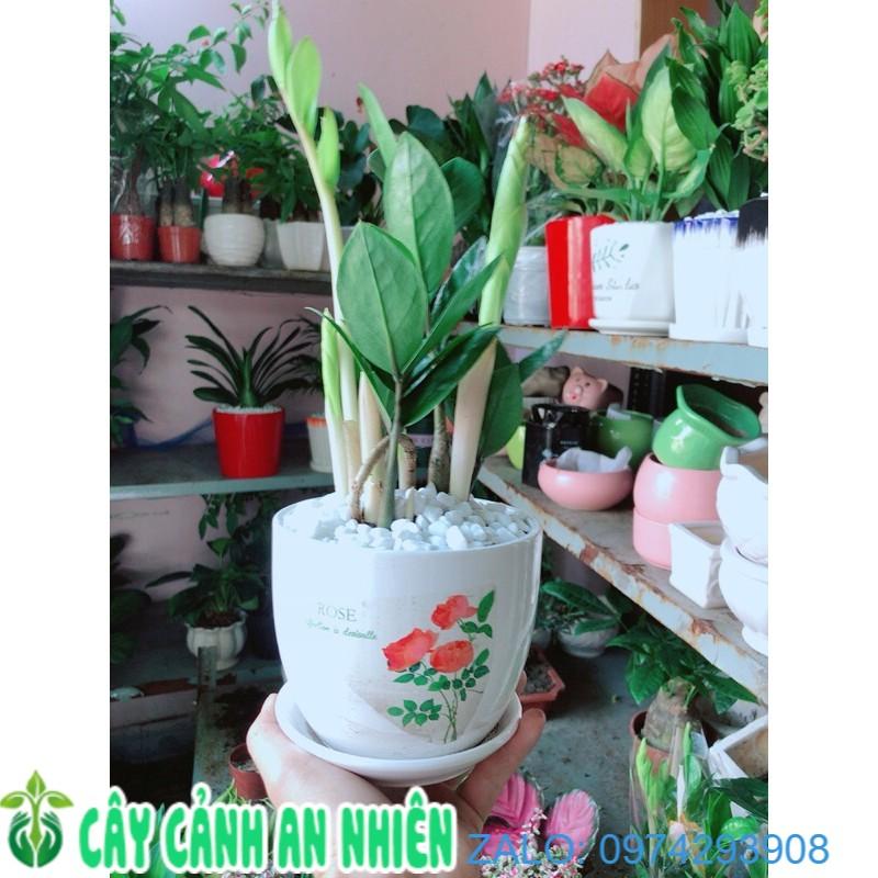 Chậu Kim Phát Tài