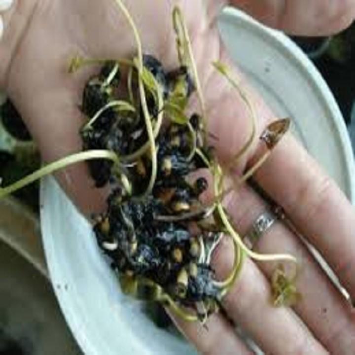 Combo 5 củ hoa súng thái mini đủ màu - CSTMN