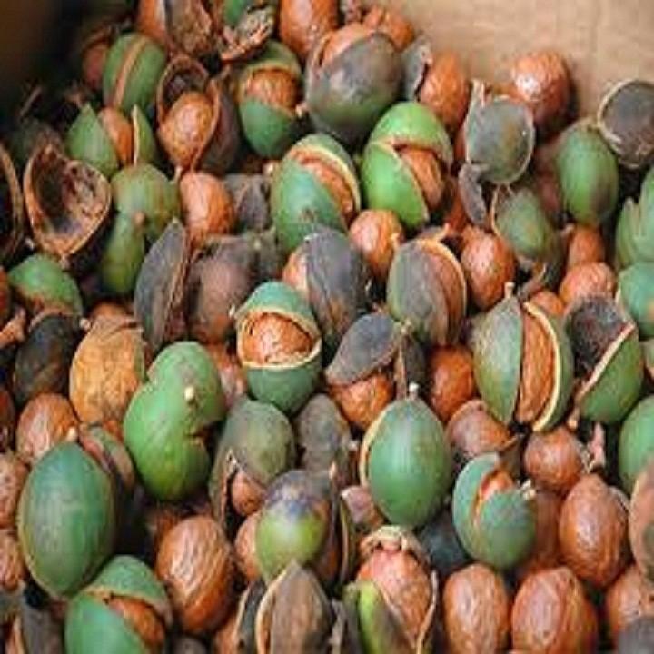 CÂY GIỐNG HẠT MACCA HÀNG GIEO HẠT