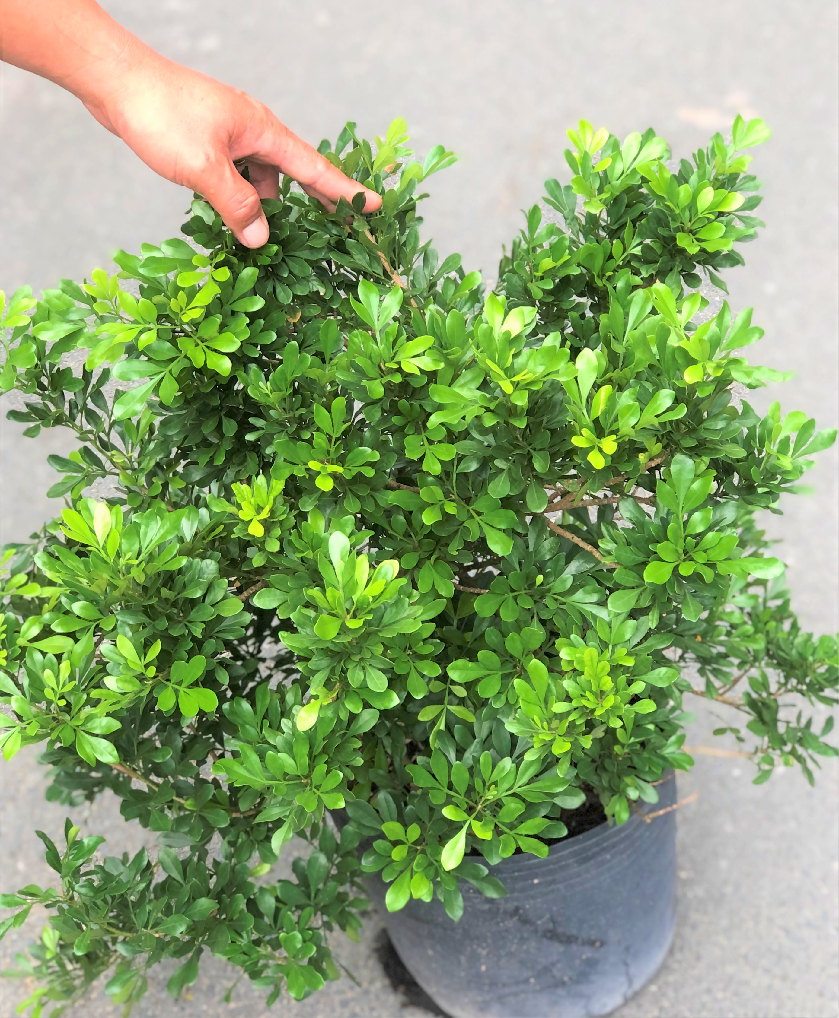 Cây hoa ngâu trồng nơi có nhiều nắng cao 50 - 60 cm
