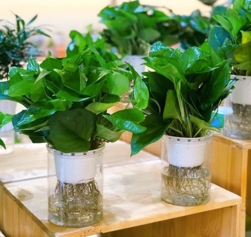 Cây trầu bà xanh thủy canh , trầu bà thủy sinh