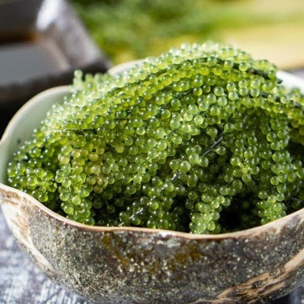 Rong nho tách nước-Thiên nhiên-Khối lượng 100G/Đặc sản nha trang/Dùng trộn salad/Ăn kèm với rau/Giàu chất dinh dưỡng