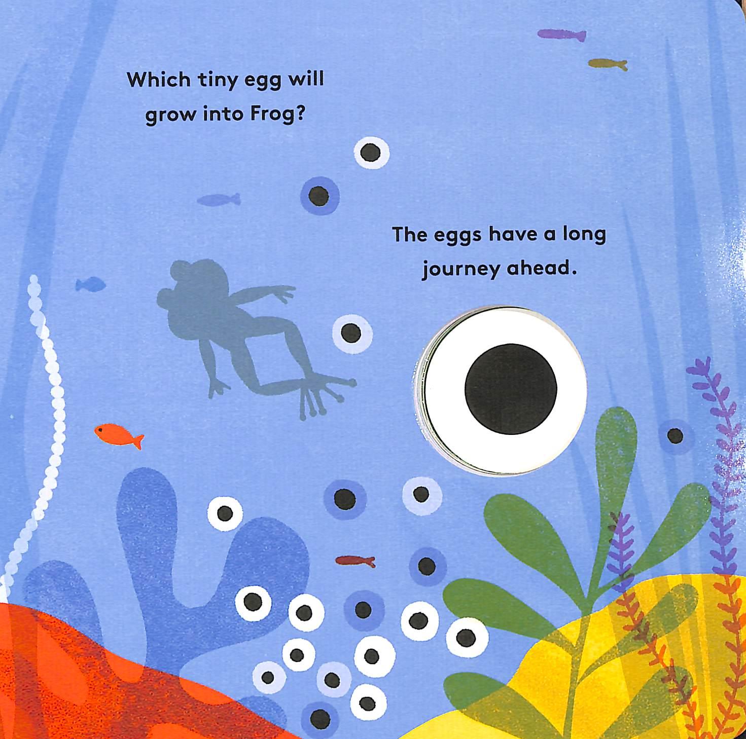 Sách ngoại văn: Little Life Cycles - Frog