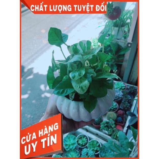 Chậu Trầu Bà Sữa