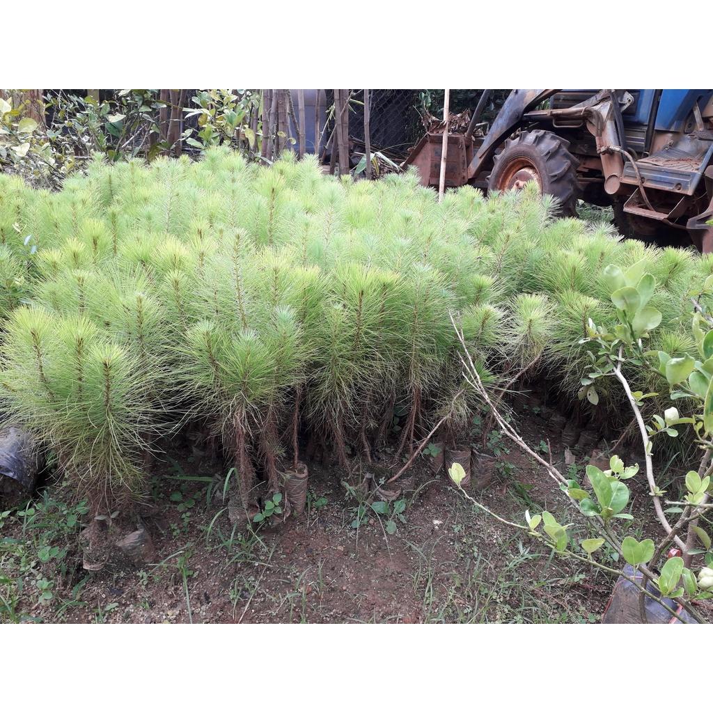 Cây giống Thông Đuôi ngựa.
