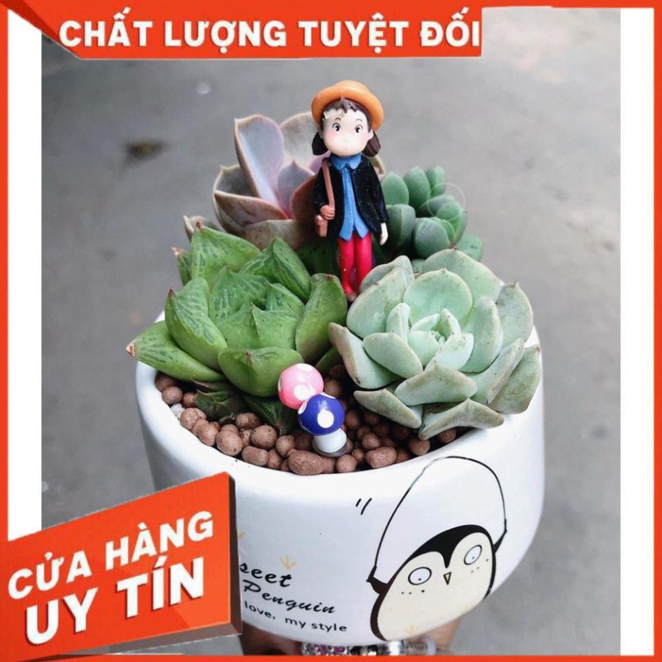 Mẫu sen đá mix tiểu cảnh 14