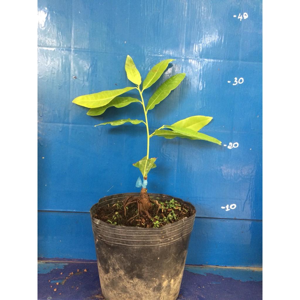 Mai Lá Ngọc Cành Vàng