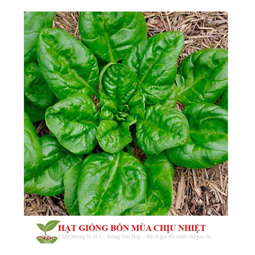 GÓI 100 HẠT GIỐNG CẢI BÓ XÔI 10g Hạt Giống Cải Bó Xôi - Chịu Nhiệt, Dễ Trồng Rau Chân Vịt
