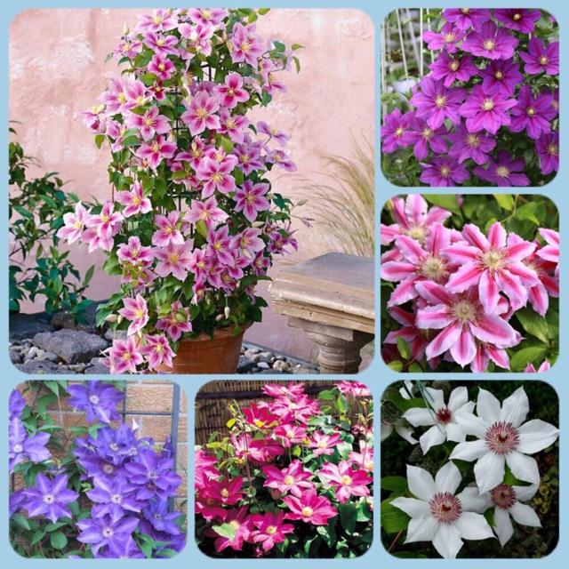 Củ giống hoa LEO ÔNG LÃO