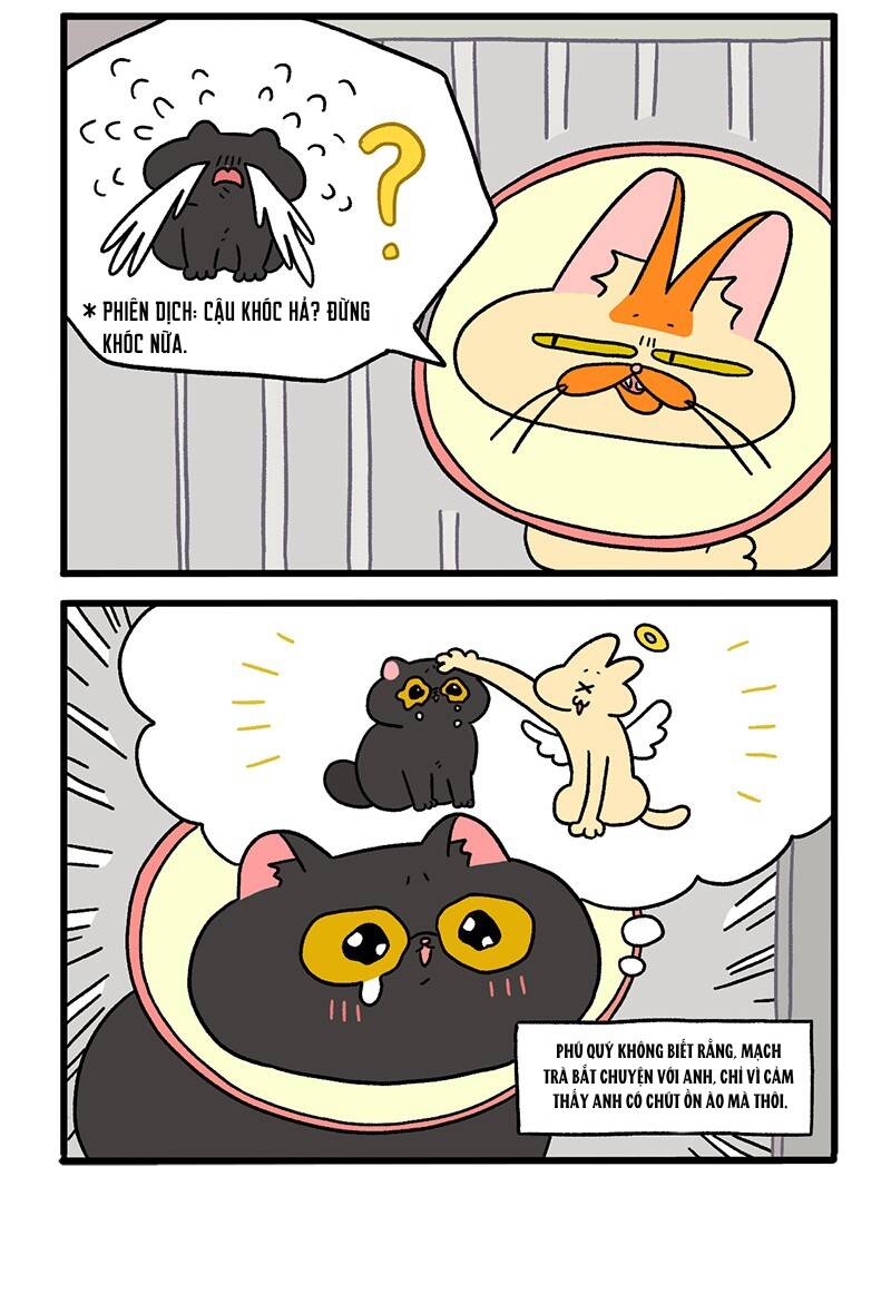 a mãn và mạch trà chapter 19 4