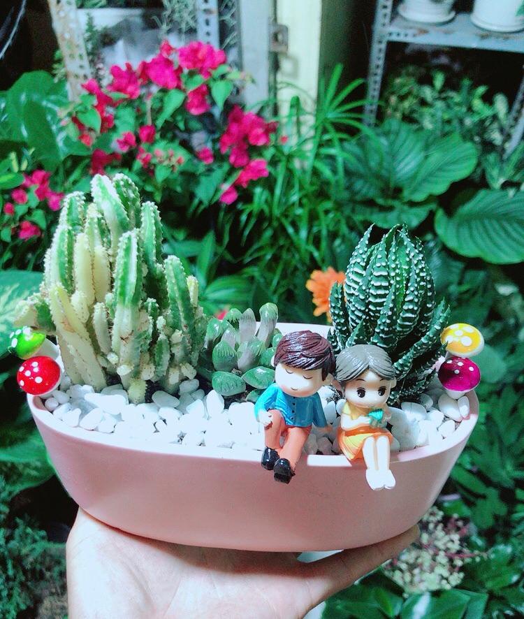 Chậu Xương Rồng Tiểu Cảnh