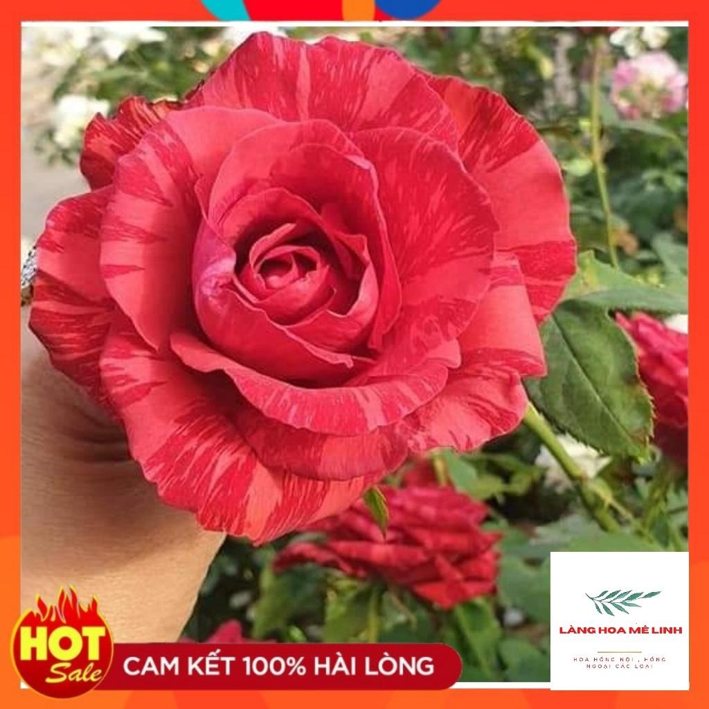 Hoa hồng bụi Red Intuition rose- đỏ sọc, đỏ sẫm. loại hoa hồng này có khoảng 31 đến 39 cánh hoa, mùi thơm