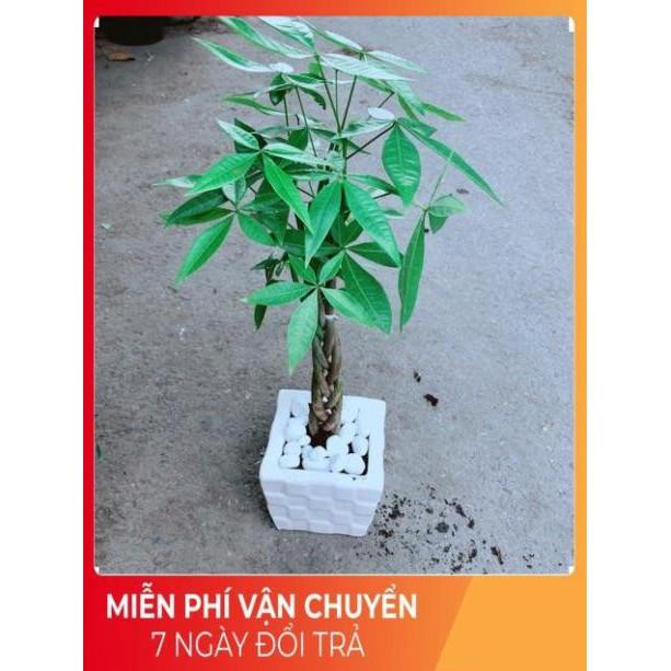 Chậu Kim Ngân Thắt Bính