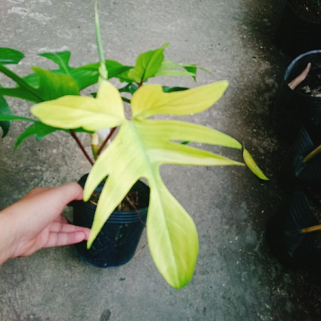 Trầu Bà Cánh Én Vàng - Philodendron Florida Ghost