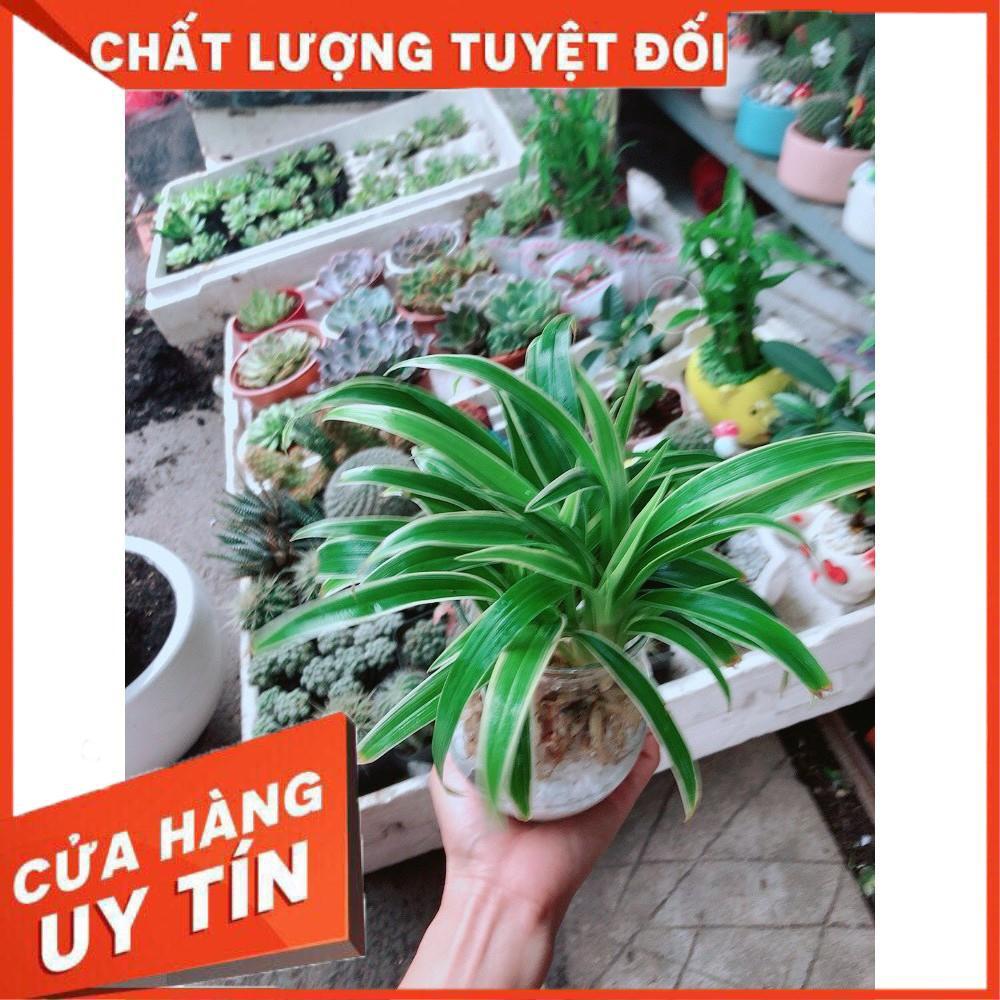 Chậu Lan Chi Thủy Sinh Nhiều Người Mua