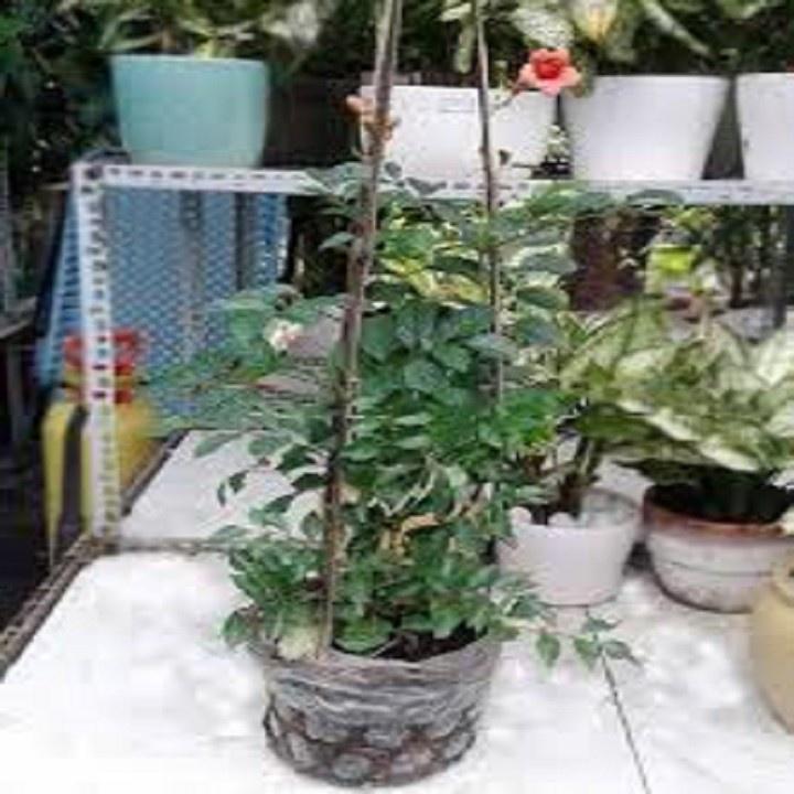 CHẬU CÂY DÂY LAN TIÊU - CÂY GIỐNG