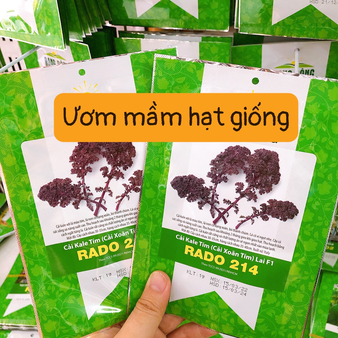 Hạt Giống Cải KALE Tím Lai F1 -