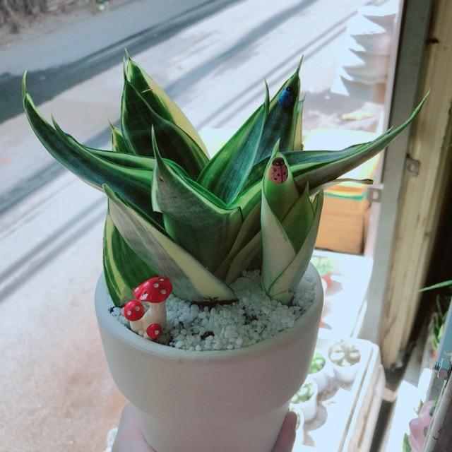 Chậu lưỡi hổ thái kèm nấm đỏ