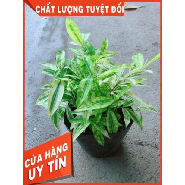 Cây Trúc Nhật Vàng