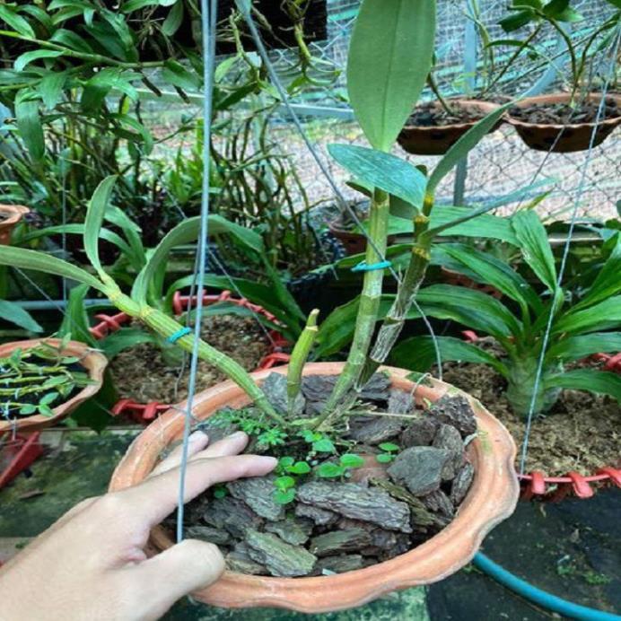 Hoa lan kiều tím- kiều thuỷ tiên