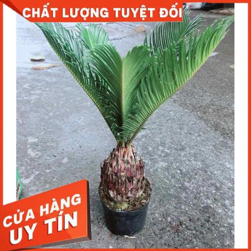 Chậu Vạn Tuế Nhiều Người Mua