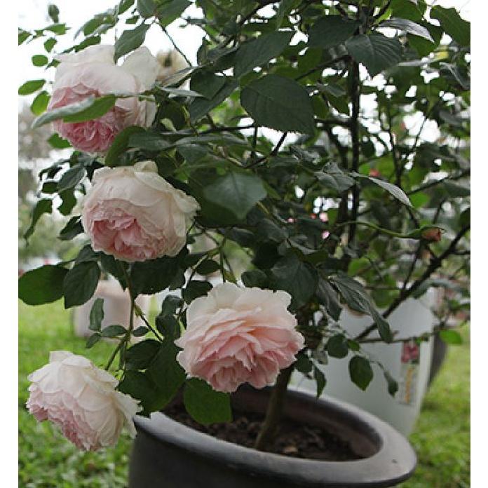 Hạt giống hoa hồng cổ vân khôi KNS3426 - Gói 10 hạt