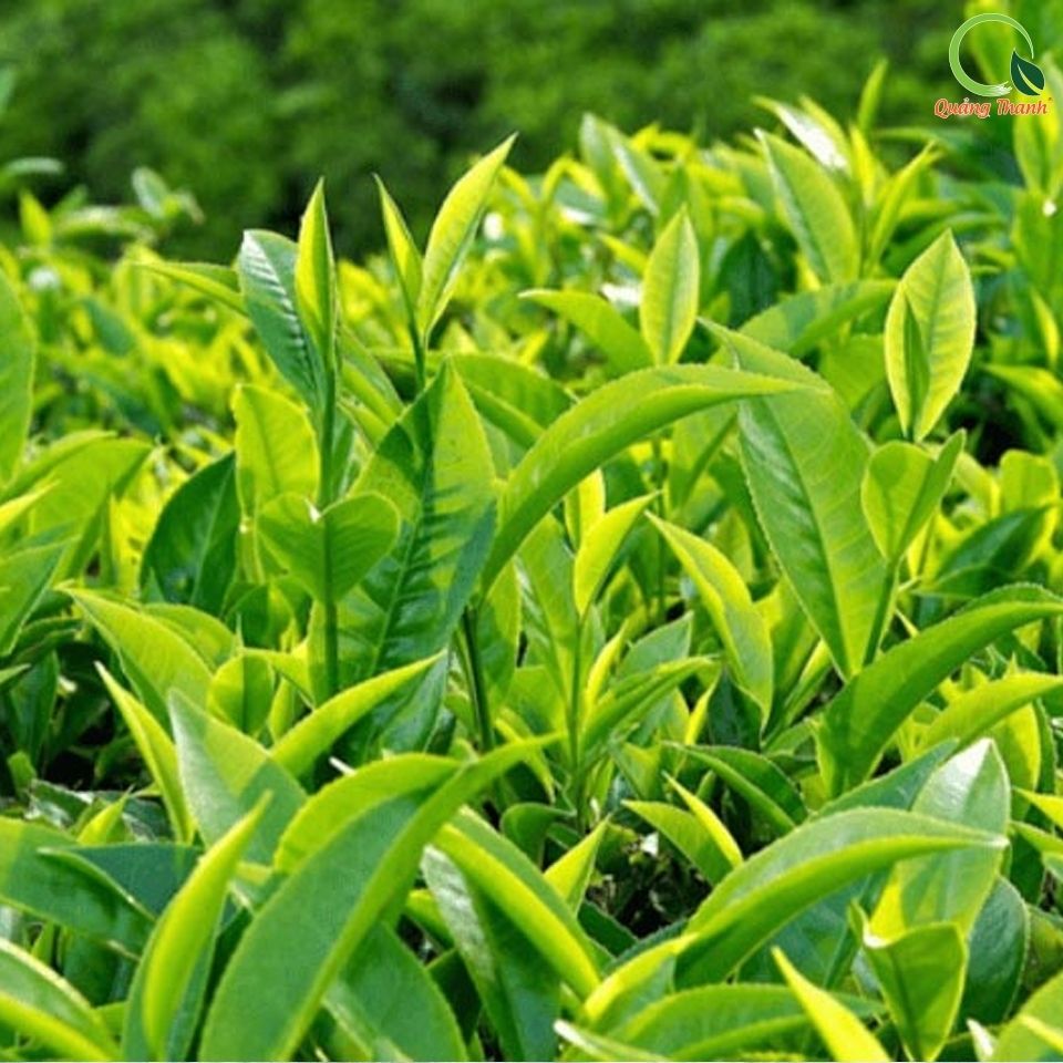 Bột Trà Xanh Quảng Thanh 100% Nguyên Chất Sấy Lạnh - Chống lão hóa, Tốt tim mạch, não bộ - Hộp tiện lợi