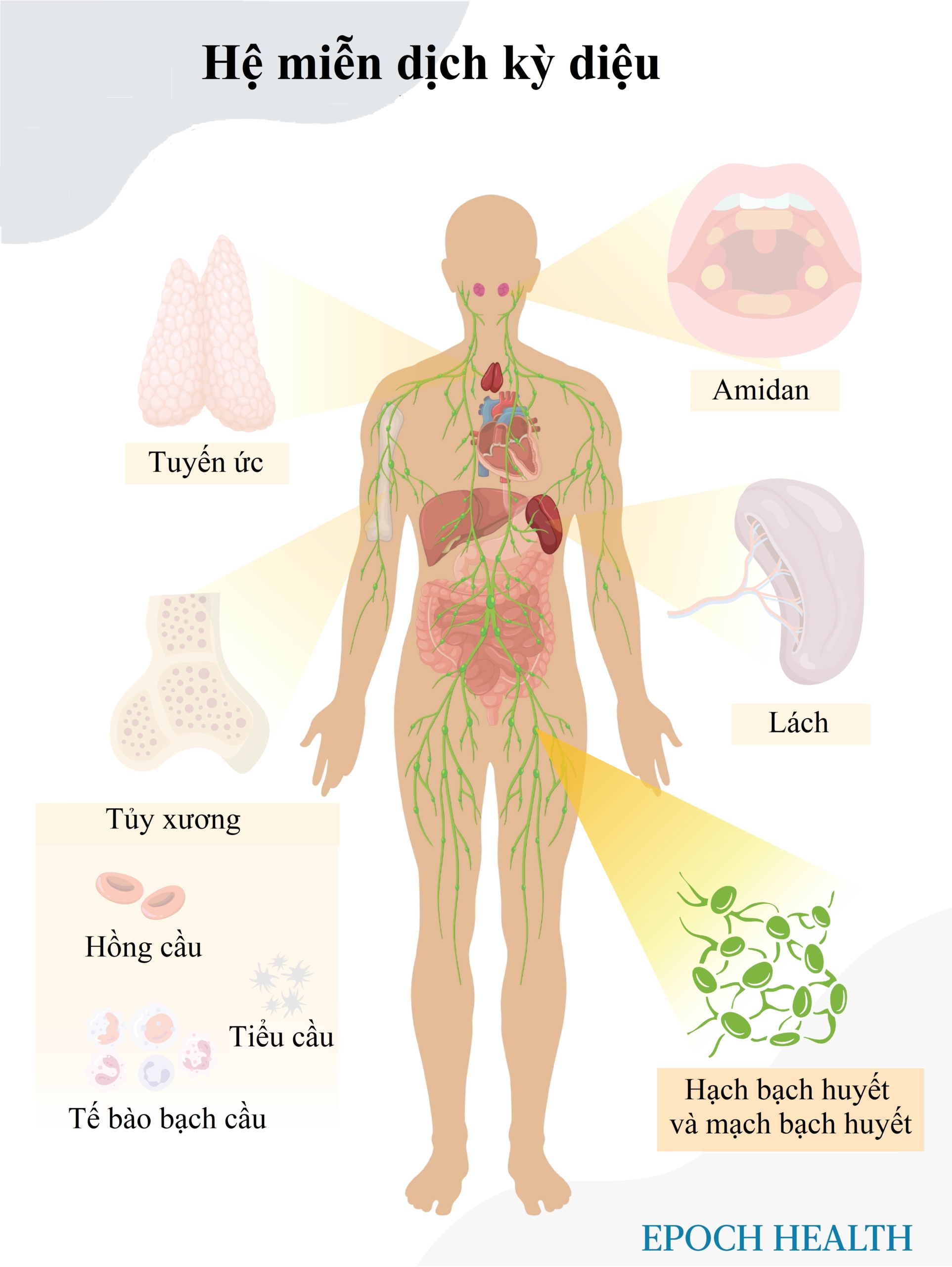 Sách Mật Mã Sức Khoẻ Hoàn Hảo - Hệ Bạch Huyết - Khởi Nguồn Sự Sống