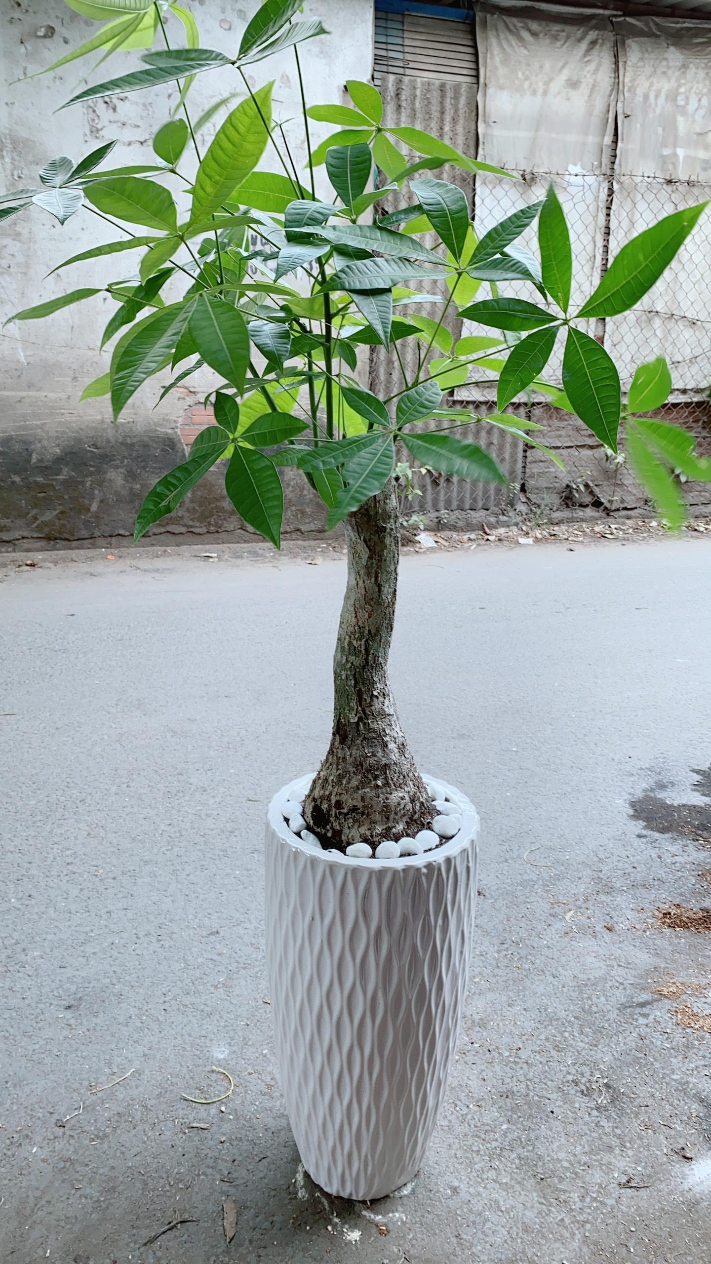 Chậu Kim Ngân Một Thân Lớn
