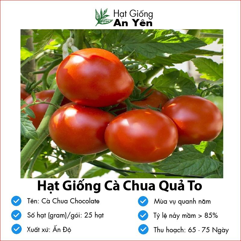 Hạt giống Cà Chua To Ấn Độ thu hoạch sớm, dễ trồng, nảy mầm cao, sinh trưởng khoẻ