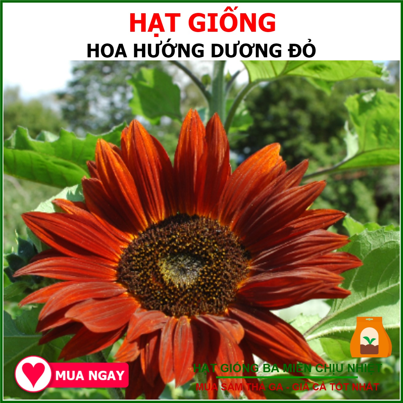 Hạt Giống Hoa Hướng Dương Đỏ 10 Hạt Rạng Đông - Shop Hạt Giống Ba Miền Chịu Nhiệt