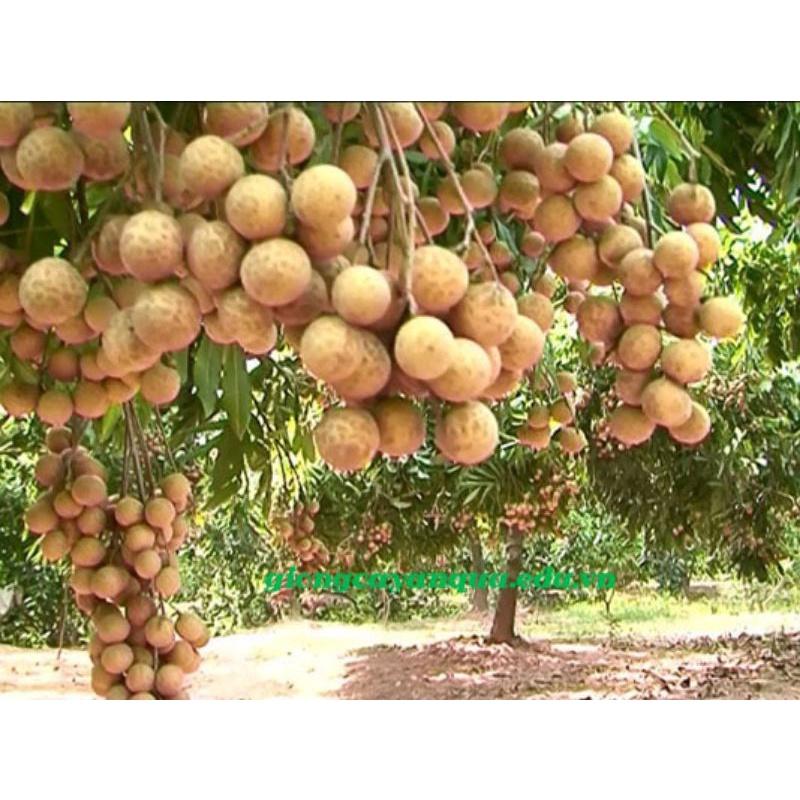 CÂY GIỐNG NHÃN LỒNG