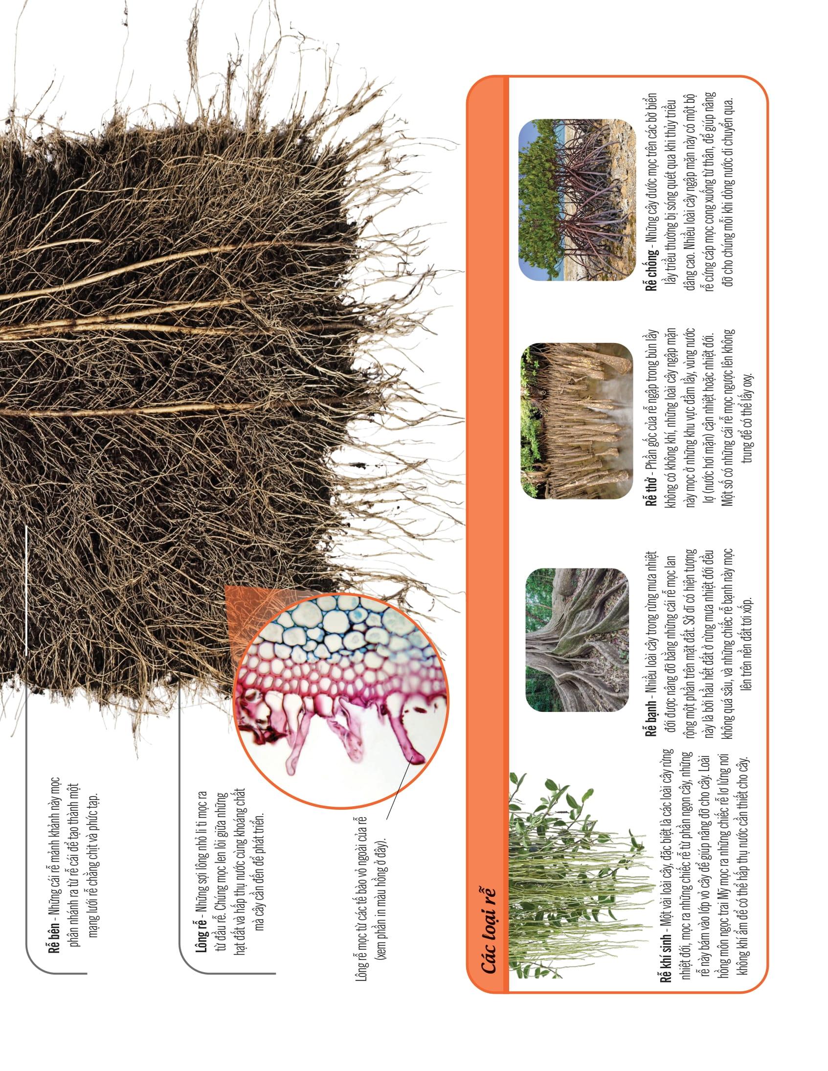 Bách Khoa Thư Về Thế Giới Thực Vật - Cây, Lá, Hoa Và Hạt