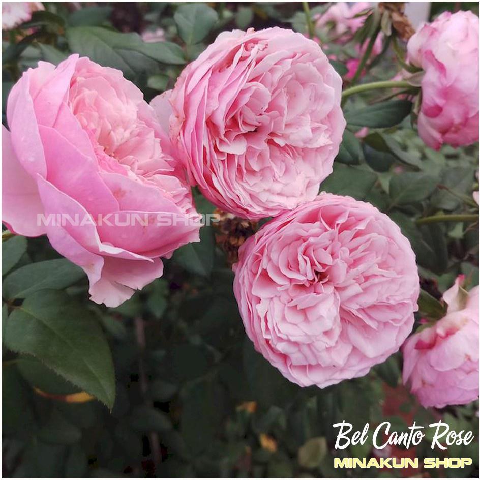 Hoa hồng ngoại Bel Canto hồng phấn bụi cực đẹp