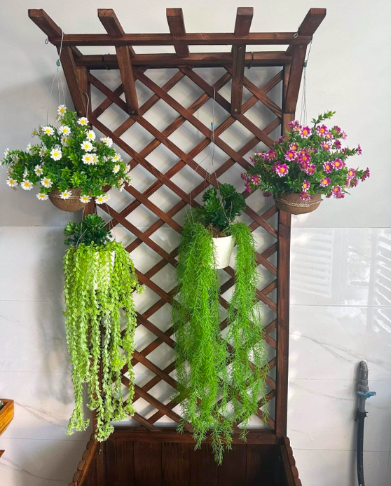 Chậu cây rủ , cụm dây leo rủ trang trí