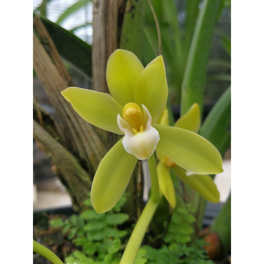 CHẬU LAN KIẾM XANH THÁI LAN , MẶT HOA ĐỘT BIẾN, BẢO HÀNH MẶT HOA THEO YÊU CẦU