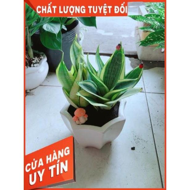 Chậu Lưỡi Hổ Thái Vàng