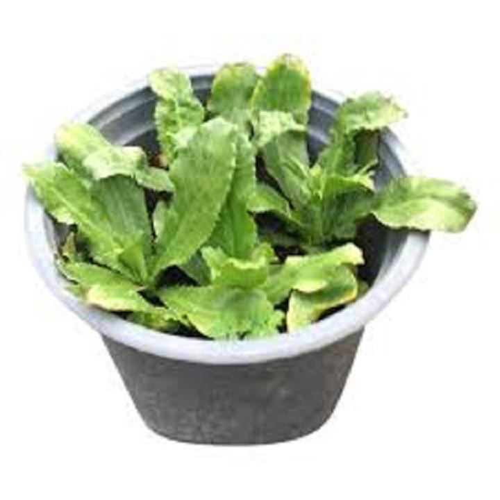 CHẬU RAU MÙI TÀU cây giống chuẩn