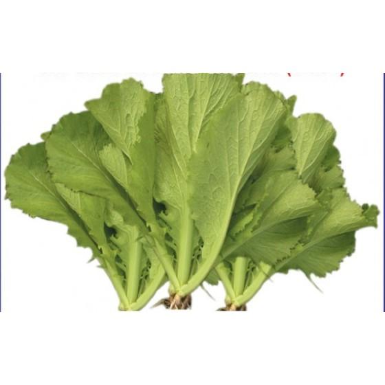 Hạt giống rau Cải canh lá vàng cao sản