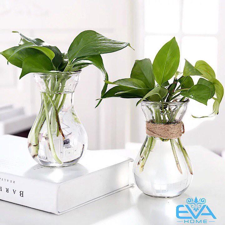 Combo 2 Lọ hoa thủy tinh miệng loe 14cm, lọ cây thủy tinh trang trí bàn làm việc cực đẹp