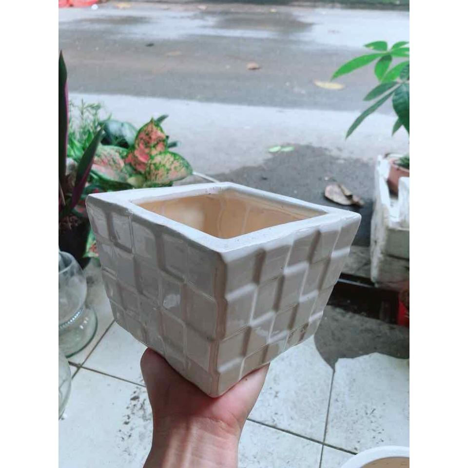 Chậu Trồng Cây Bán Chạy