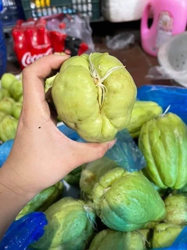 Quả Su su giống dễ trồng dễ chăm sóc ít sâu bệnh